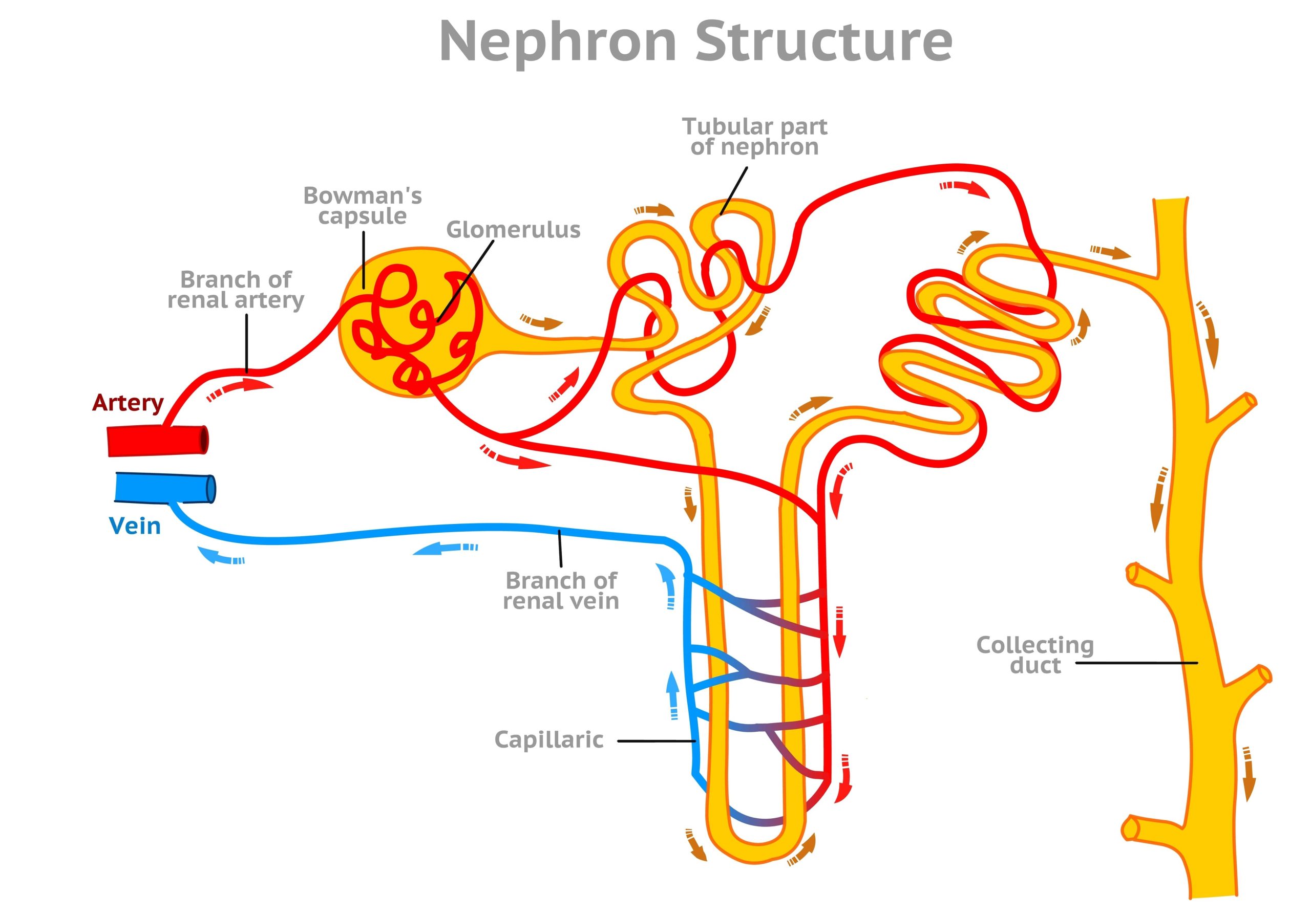 Approach to Proteinuria